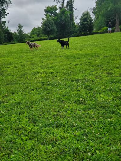 Harford Park - Wayne, PA