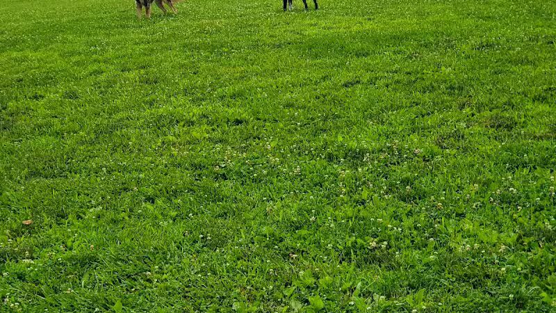 Harford Park - Wayne, PA