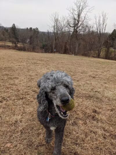 Harford Park - Wayne, PA