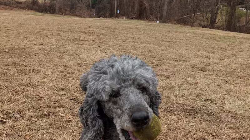 Harford Park - Wayne, PA