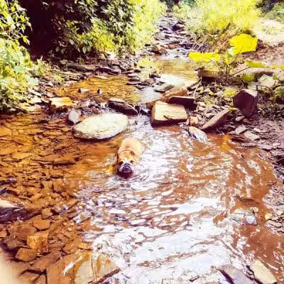 Harford Park - Wayne, PA