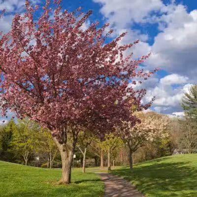 James C. Dittmar Park - Wayne, PA