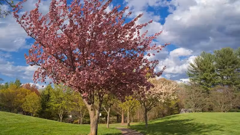 James C. Dittmar Park - Wayne, PA