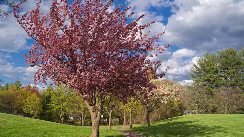James C. Dittmar Park - Wayne, PA