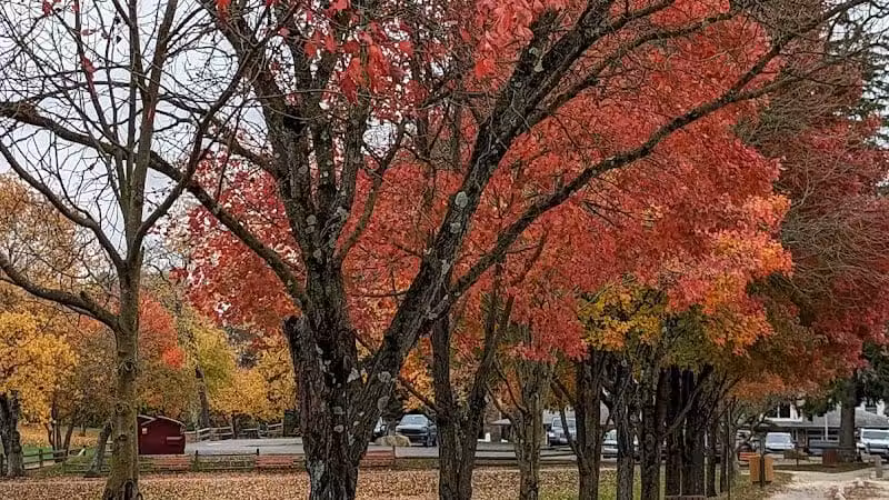 James C. Dittmar Park - Wayne, PA