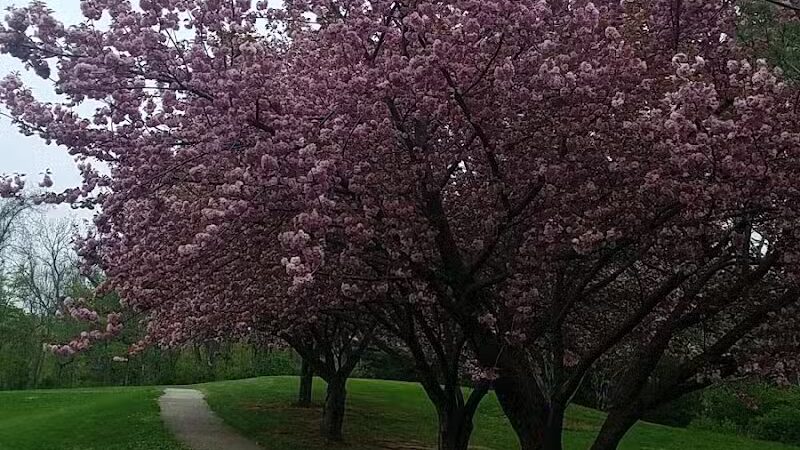 James C. Dittmar Park - Wayne, PA