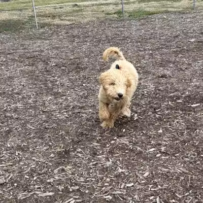 Waynesville Dog Park - Waynesville, NC