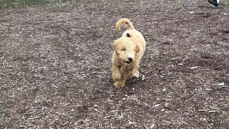 Waynesville Dog Park - Waynesville, NC