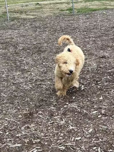 Waynesville Dog Park - Waynesville, NC