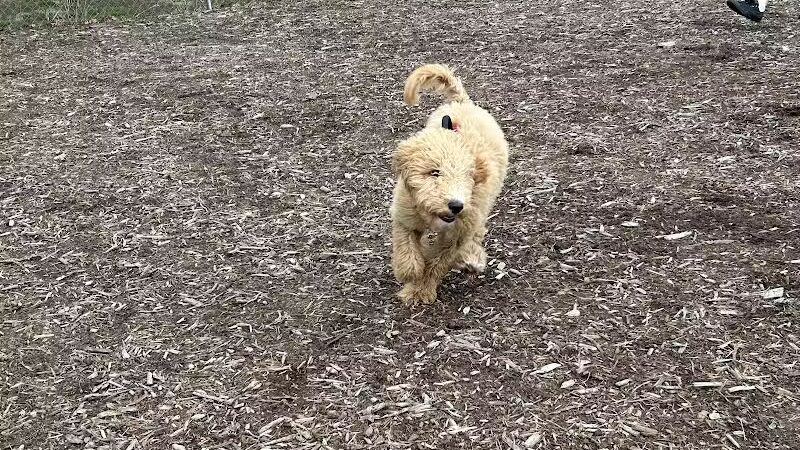 Waynesville Dog Park - Waynesville, NC