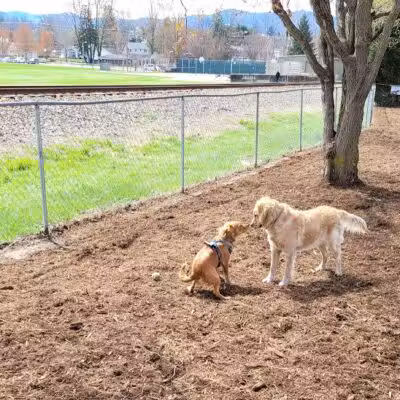Waynesville Dog Park - Waynesville, NC