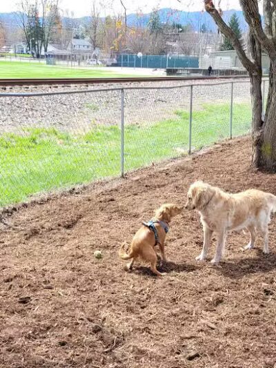 Waynesville Dog Park - Waynesville, NC