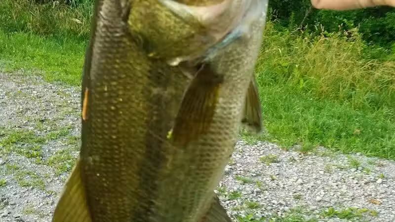Spring Valley Wetland - Waynesville, OH
