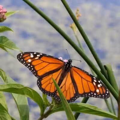 Spring Valley Wetland - Waynesville, OH