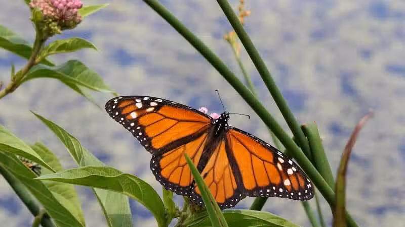 Spring Valley Wetland - Waynesville, OH