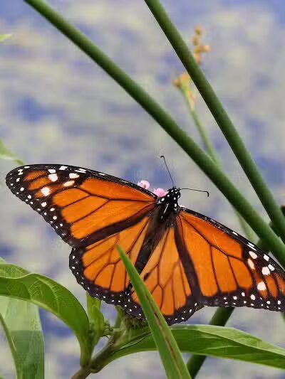 Spring Valley Wetland - Waynesville, OH