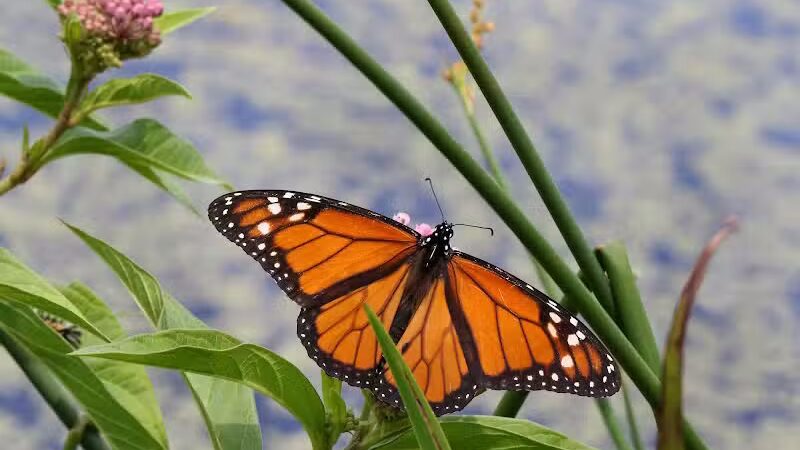 Spring Valley Wetland - Waynesville, OH