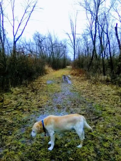 Spring Valley Wetland - Waynesville, OH