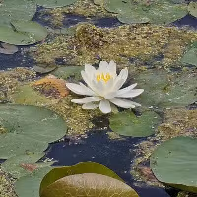 Spring Valley Wetland - Waynesville, OH