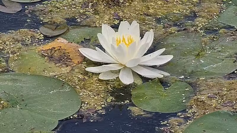Spring Valley Wetland - Waynesville, OH