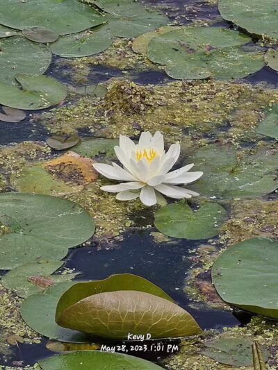 Spring Valley Wetland - Waynesville, OH