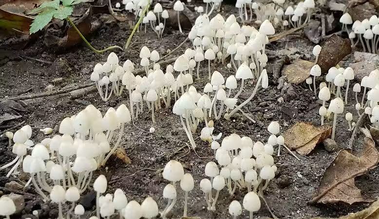 Spring Valley Wildlife Area Parking - Waynesville, OH