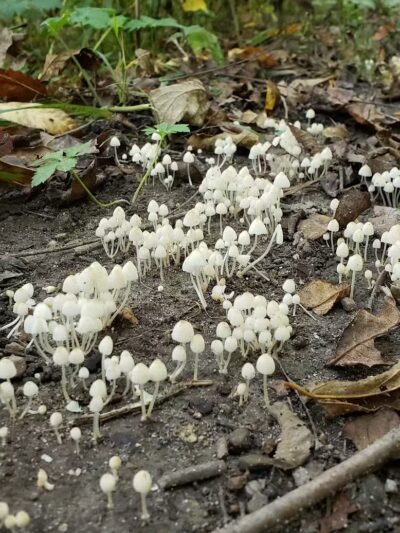 Spring Valley Wildlife Area Parking - Waynesville, OH