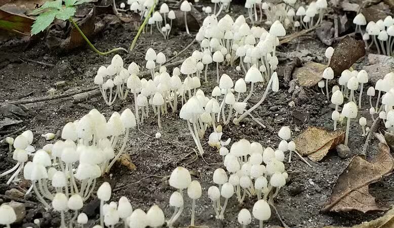 Spring Valley Wildlife Area Parking - Waynesville, OH
