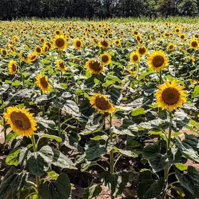 Spring Valley Wildlife Area Parking - Waynesville, OH