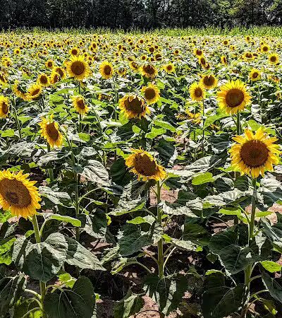 Spring Valley Wildlife Area Parking - Waynesville, OH