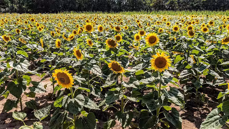 Spring Valley Wildlife Area Parking - Waynesville, OH