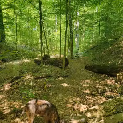 Lake Alma State Park - Wellston, OH