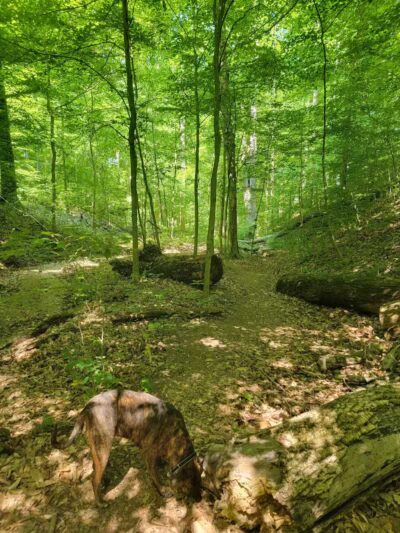 Lake Alma State Park - Wellston, OH