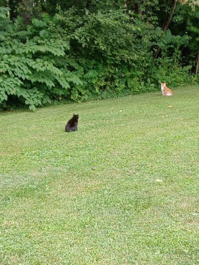 Hammond park - Wellsville, OH