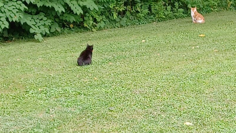 Hammond park - Wellsville, OH