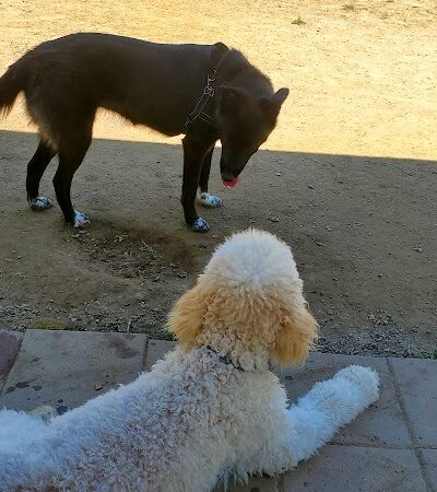 Hopewell Dog Park - West Aliquippa, PA