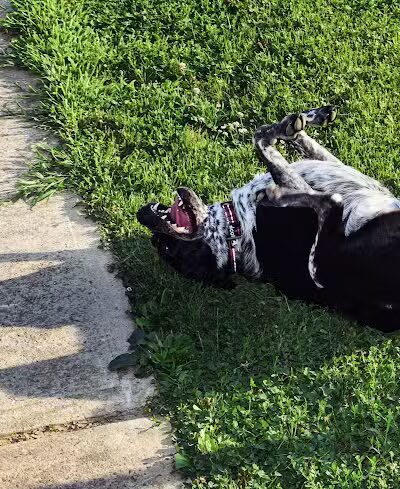West Goshen Township Dog Park - West Chester, PA