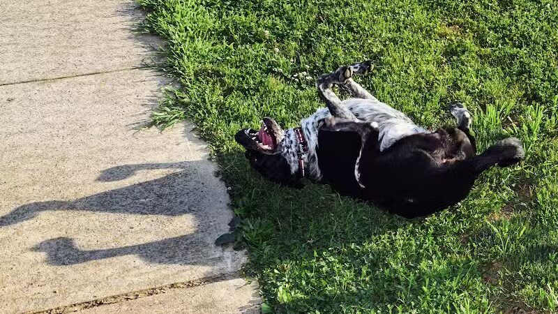 West Goshen Township Dog Park - West Chester, PA