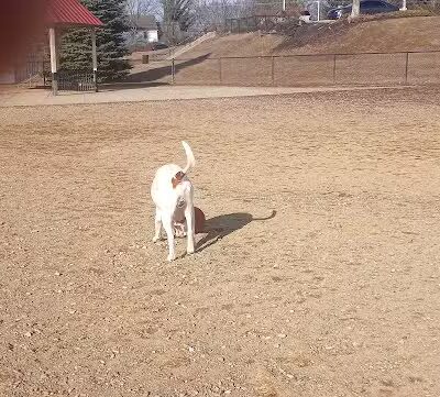 West Goshen Township Dog Park - West Chester, PA