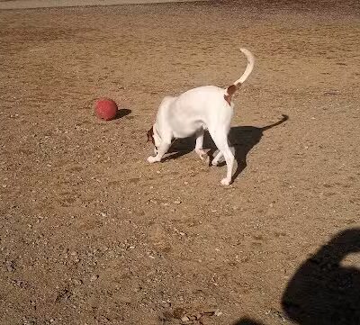 West Goshen Township Dog Park - West Chester, PA