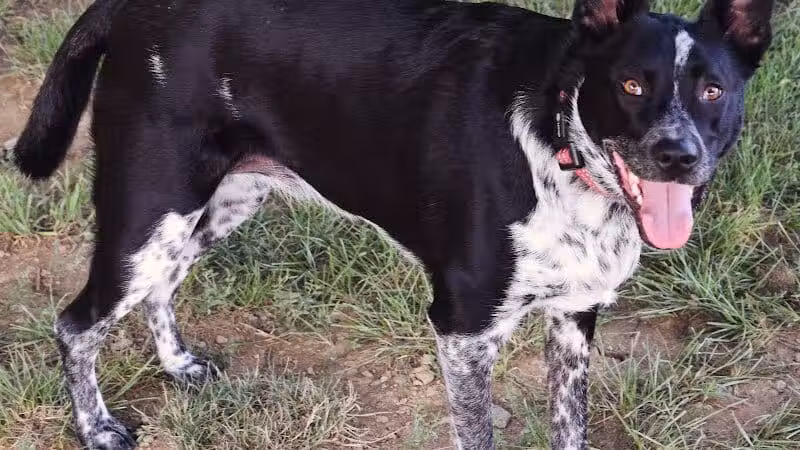 West Goshen Township Dog Park - West Chester, PA