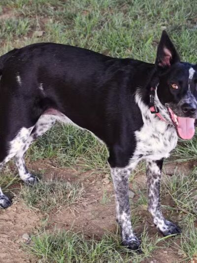 West Goshen Township Dog Park - West Chester, PA