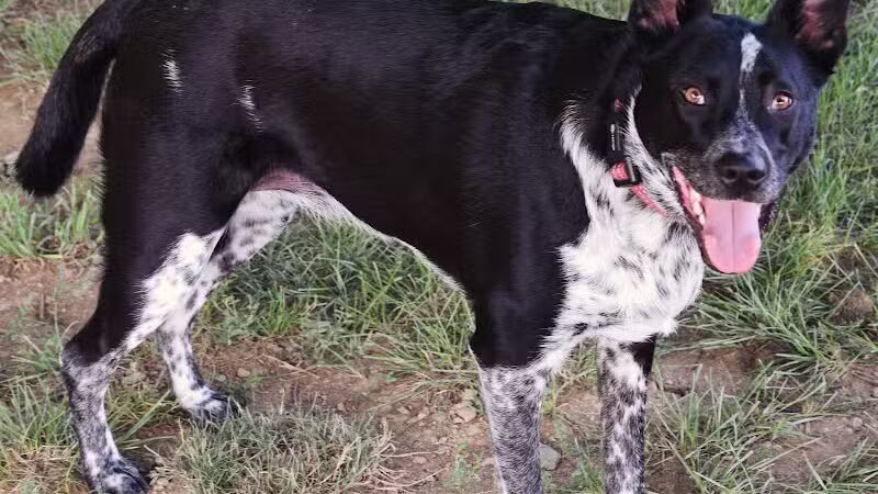West Goshen Township Dog Park - West Chester, PA