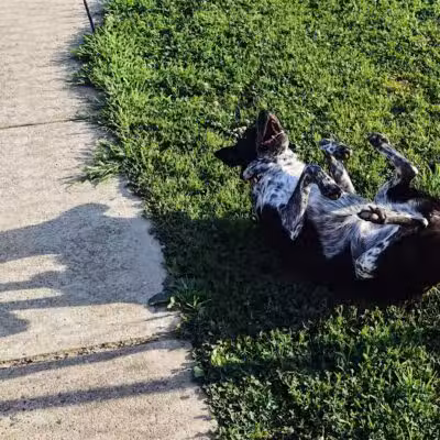 West Goshen Township Dog Park - West Chester, PA
