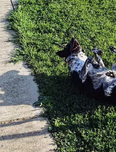 West Goshen Township Dog Park - West Chester, PA