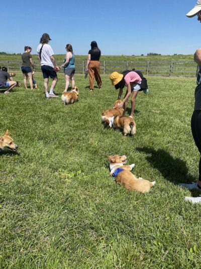 Wiggly Field Dog Park - West Chester Township, OH