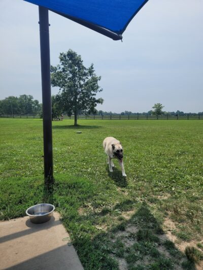 Wiggly Field Dog Park - West Chester Township, OH