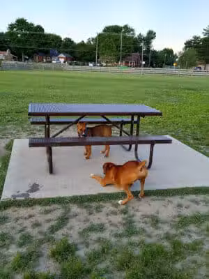Wiggly Field Dog Park - West Chester Township, OH