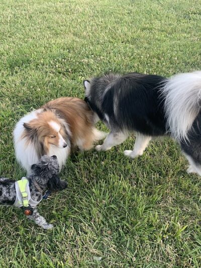 Wiggly Field Dog Park - West Chester Township, OH