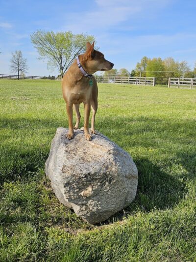 Wiggly Field Dog Park - West Chester Township, OH